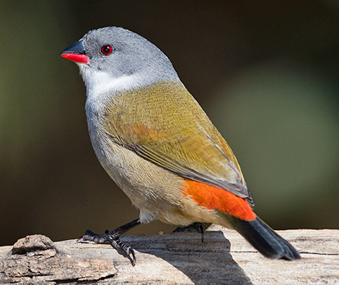Swee Waxbill female